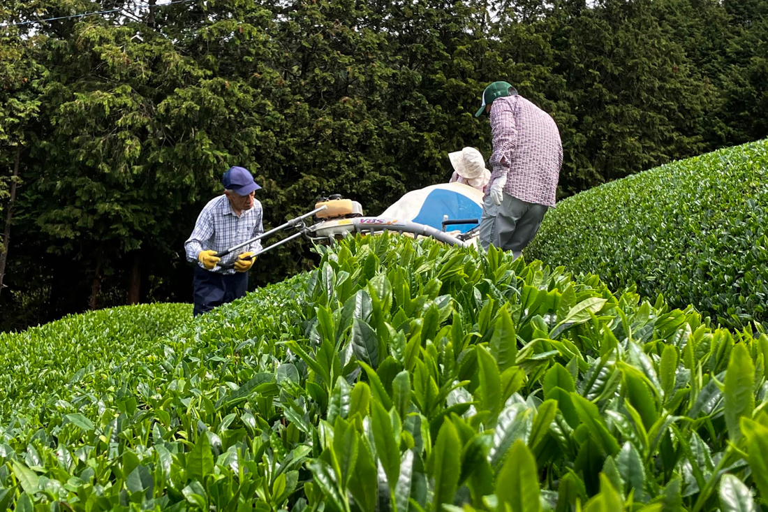 Single Cultivar vs Blended Matcha: What You Are Actually Buying