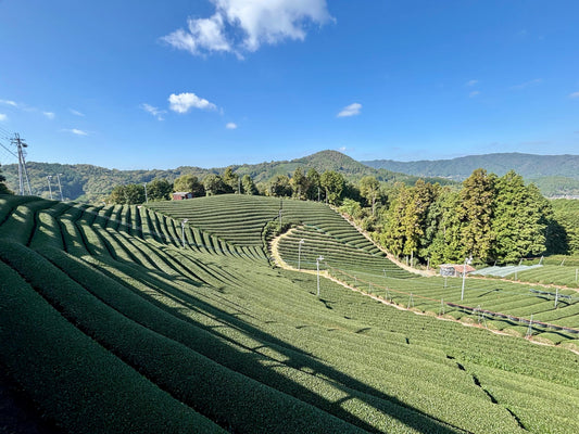 What is First Flush Matcha? Why It Matters for Every Cup